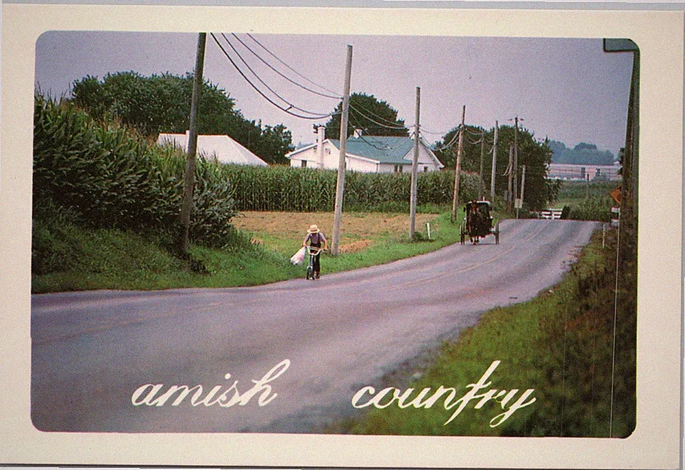 Amish Country Road Bicycle Horse Buggy Scene Postcard