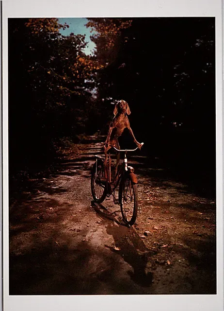Postcard Country Road 1990 Dog on Bicycle Art William Wegman Canis familiaris